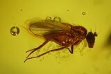 Fossil Fly (Diptera) In Baltic Amber #163536-1